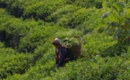 Alerte ! Des pesticides dans des sachets de thé