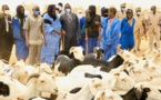 Tabaski 2024 : Les besoins du Sénégal estimés à 810.000 têtes de moutons